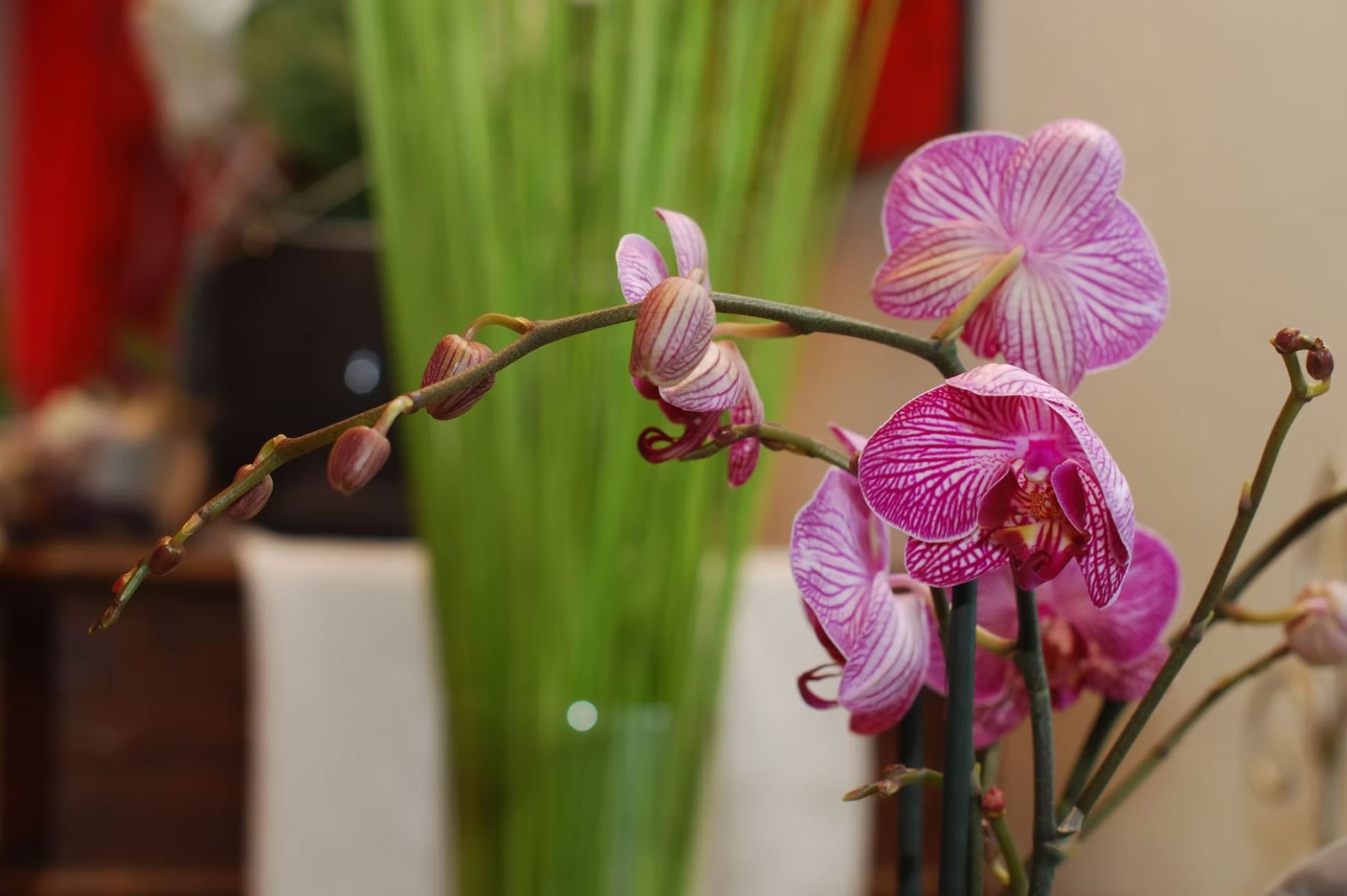 Bilder Bullo Luca Fiori