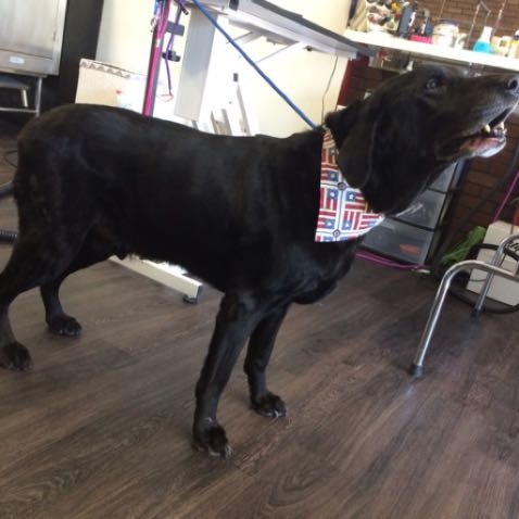 Onyx is ready for Flag Day 