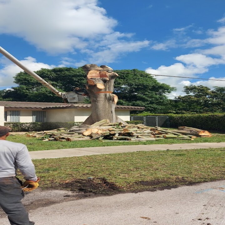 Images Acosta Tree Service