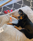 Images Dog Pawpa K9 Connection