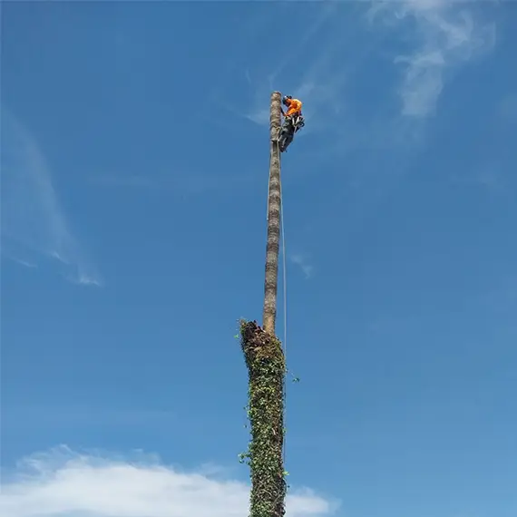 E&A Tree Service Inc. Image