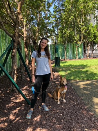 Images Pawfect Pals Miami