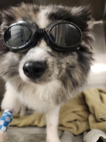 Images VCA Morris Plains Animal Hospital