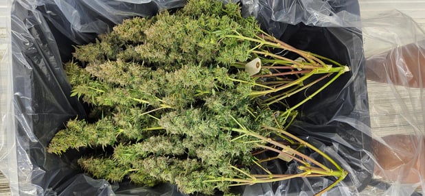 Images The Farm Weed Dispensary - Felton