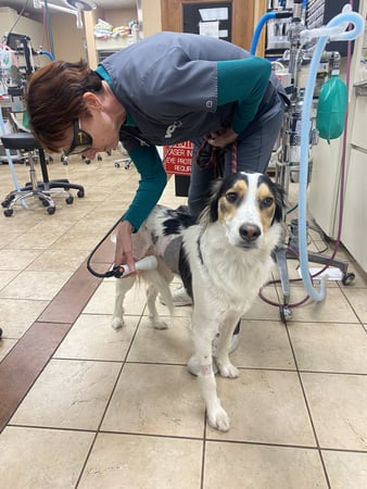 Images VCA Baring Boulevard Animal Hospital