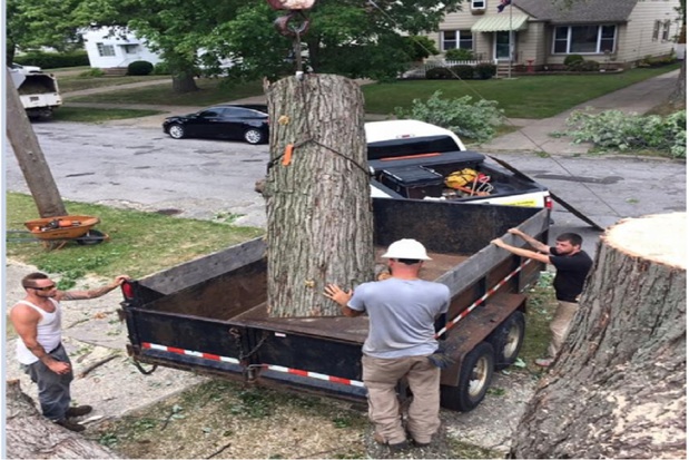Images Timberland Tree Service