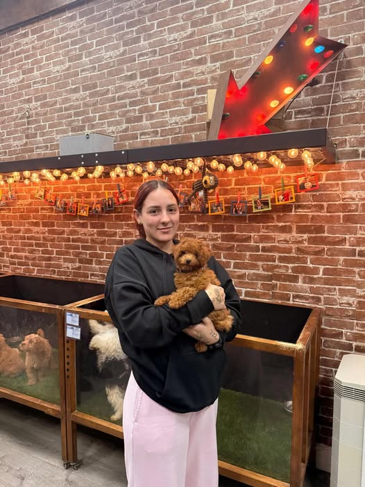 Puppies Direct Image