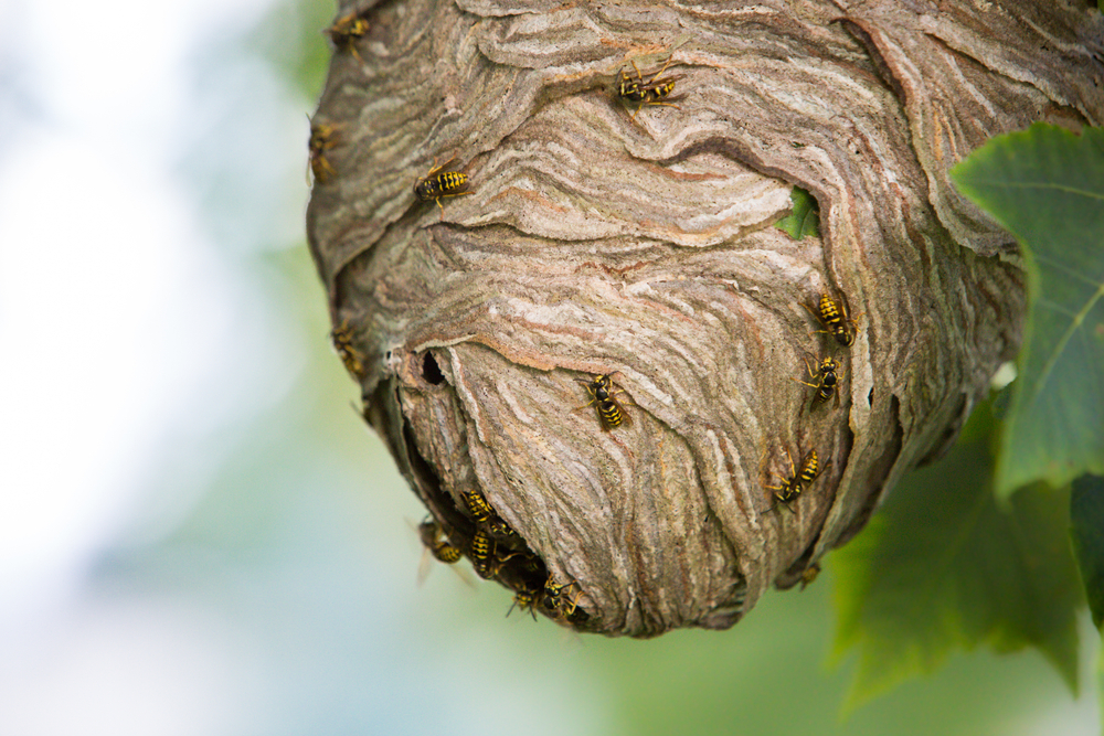 As we approach the end of July, it's a good idea to keep watch for wasps and yellow jackets. Their colonies reach their peak size in late summer, making backyards riskier for kids and pets. Sure Thing's licensed technicians safely remove nests and provide ongoing pest control for homes in communities like throughout Mason, Ohio. Don't wait for a sting! Call Sure Thing today for a FREE estimate.