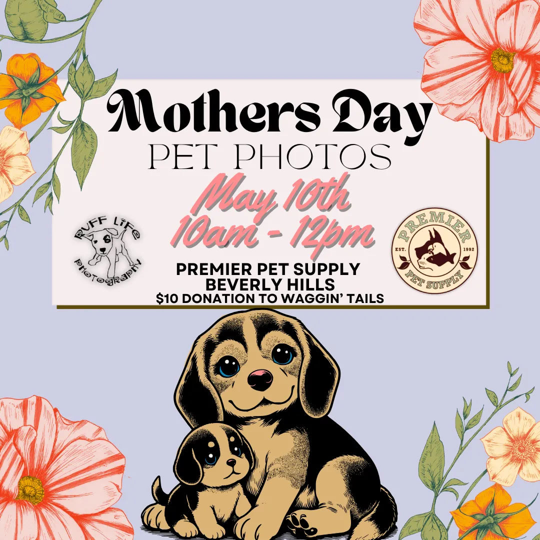 Image of Local Pet Event MOTHER'S DAY PET PHOTOS W/ RUFF LIFE PHOTOGRAPHY | BEVERLY Nearby