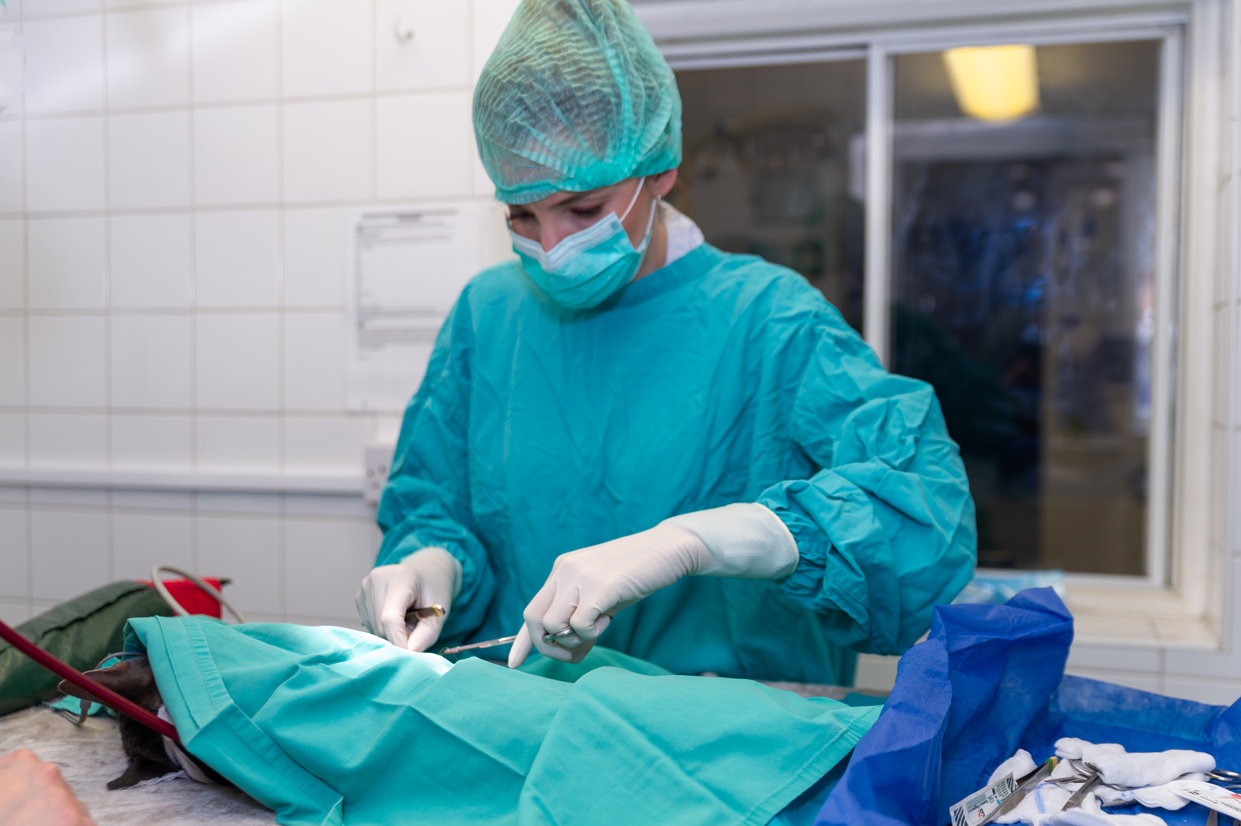 Images Streatham Hill Veterinary Surgery