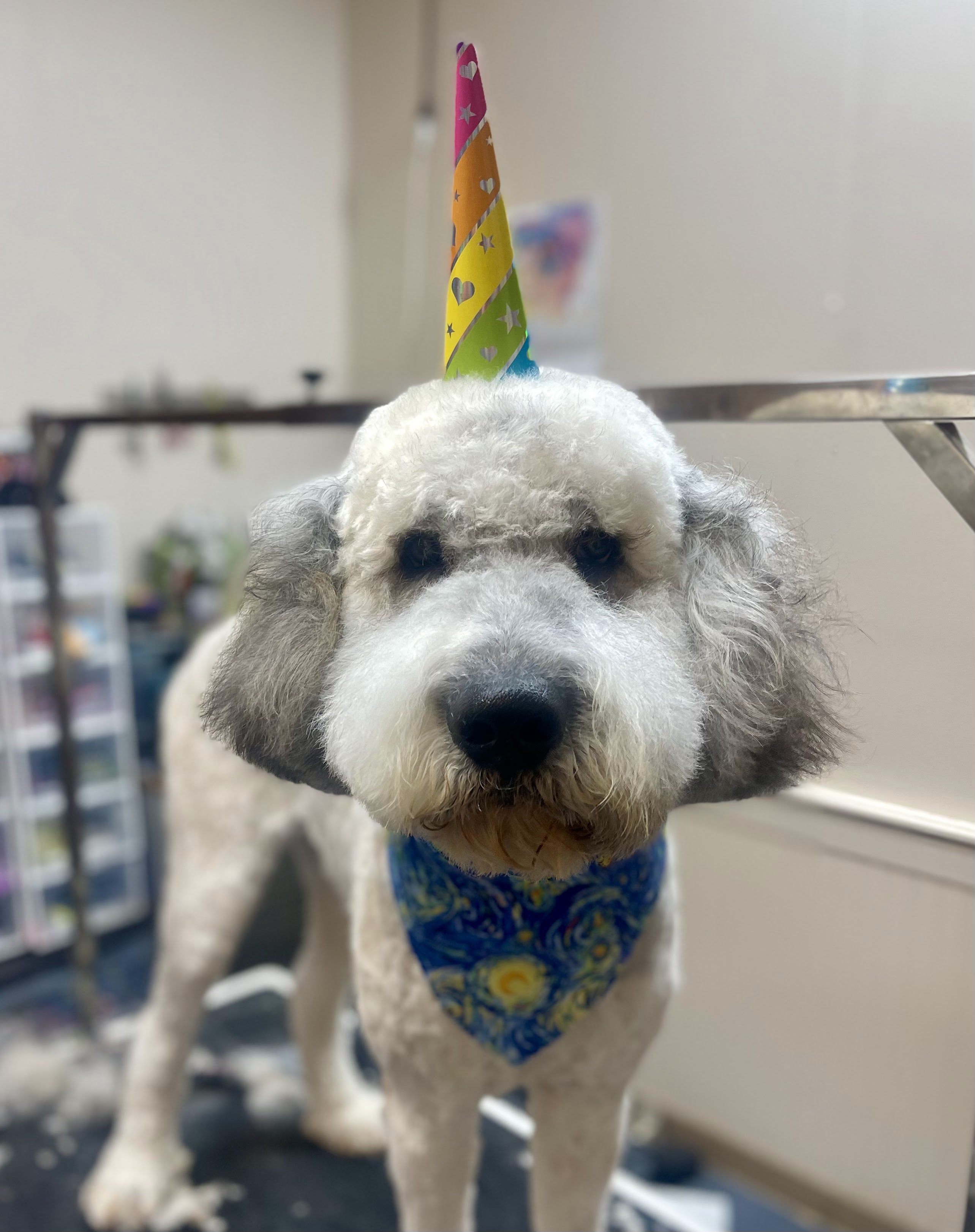 A fluffy white dog with grey ears, wearing a colorful party hat and a bandana, looks directly at the camera. The dog is standing on a dark surface, possibly a grooming table, with a blurred background that suggests a professional grooming salon or pet store.