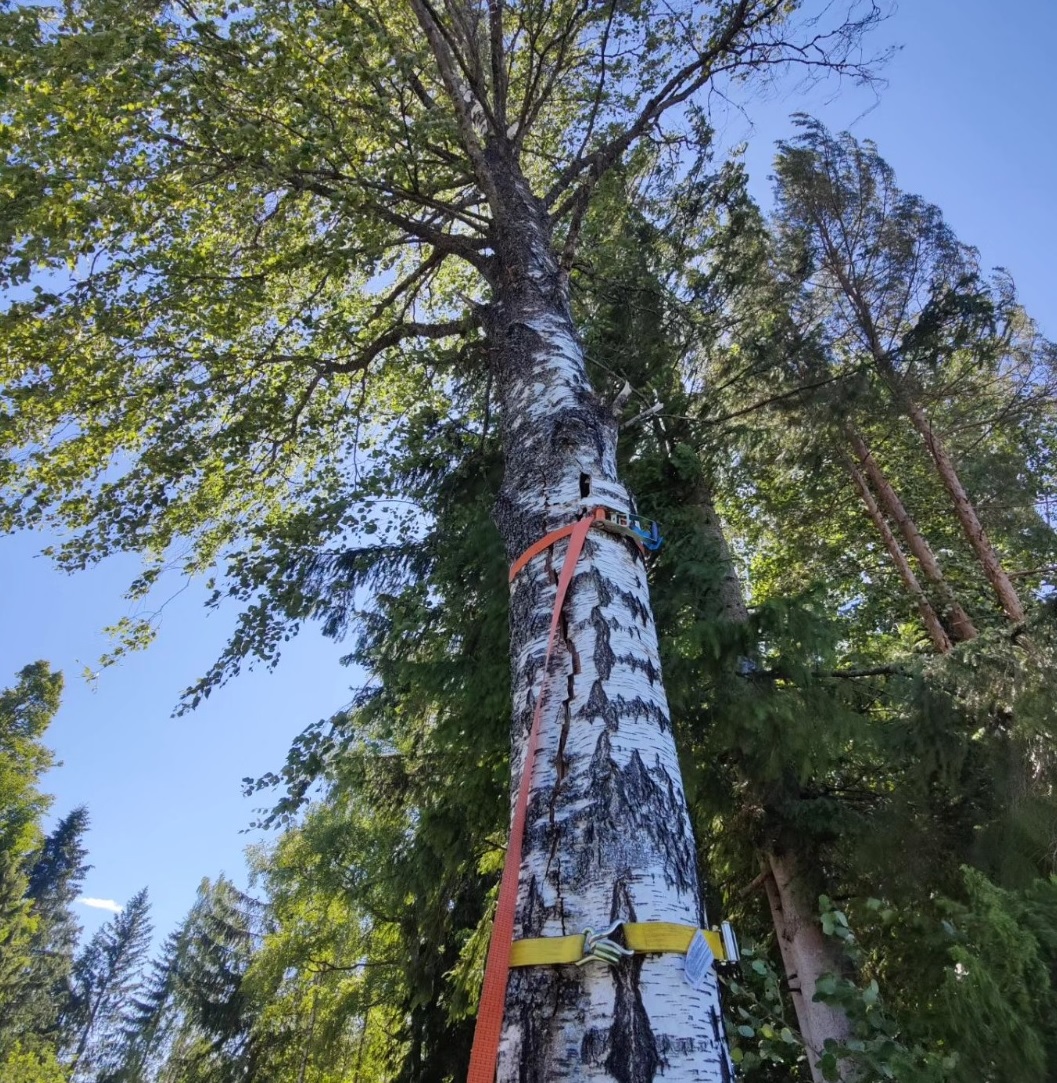 Images SMP Arboristit Oy