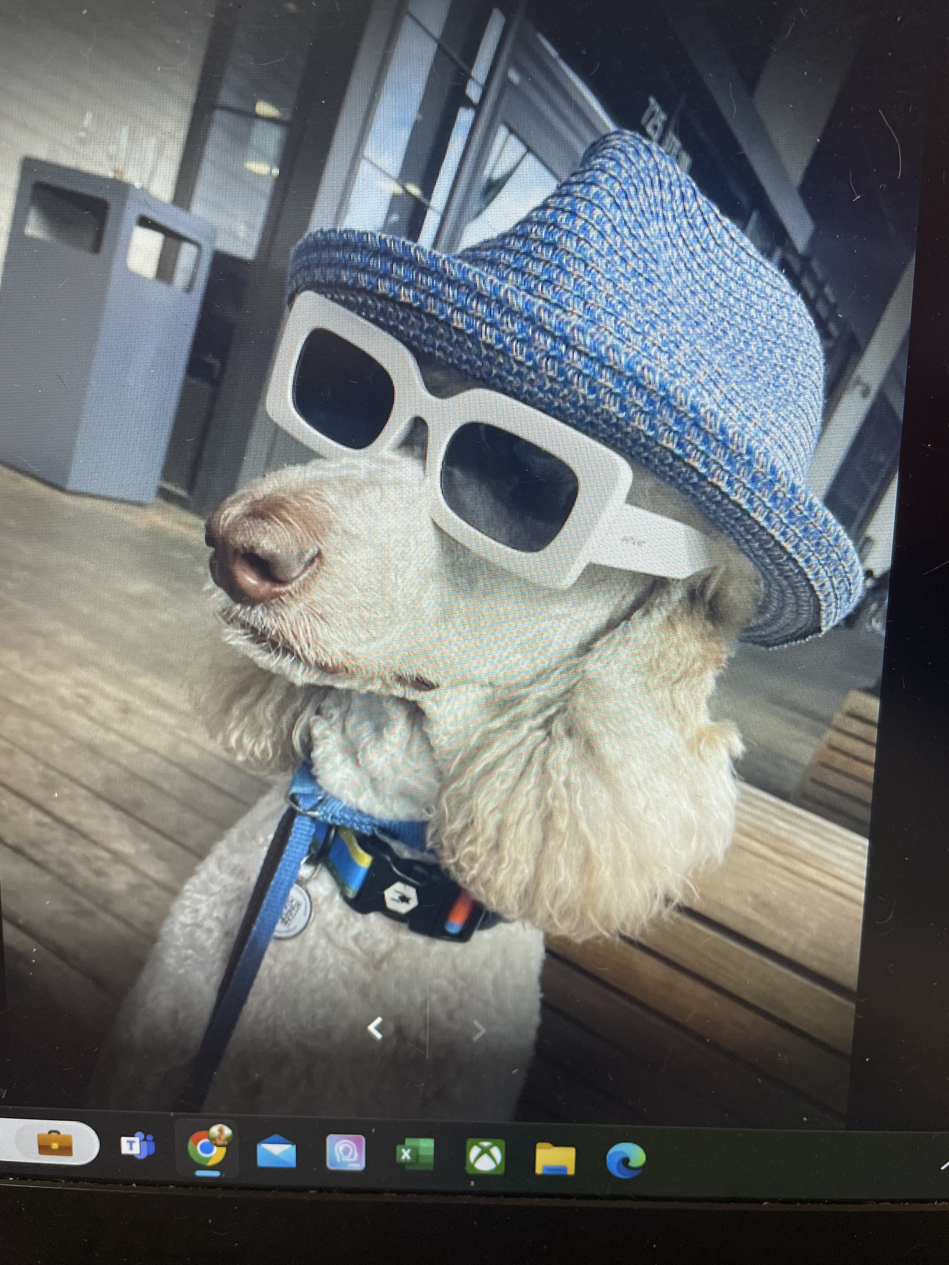 A fluffy white dog wearing a blue straw hat and white sunglasses is sitting on a wooden bench outdoors. The dog's nose is visible, and it has a blue collar with some decorative tags. In the background, there is a grey trash bin and a building with glass windows reflecting the sky. The image appears to be a close-up shot of the dog.