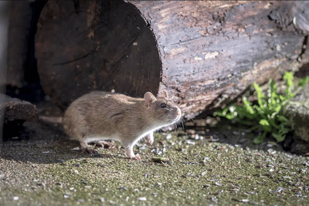 Images Dang Pest Control