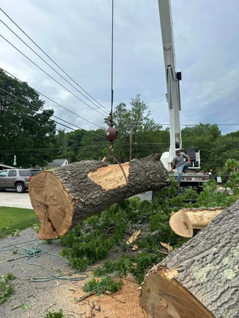 Images Ballston Tree and Property Services