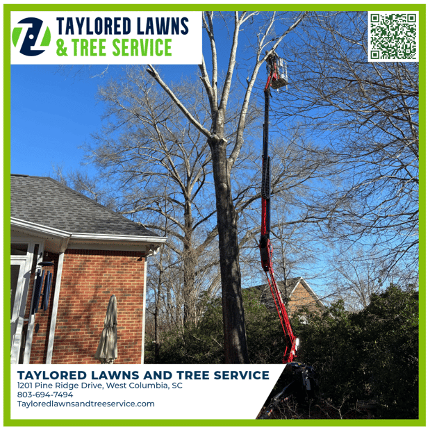 Images Taylored Lawns & Tree Service
