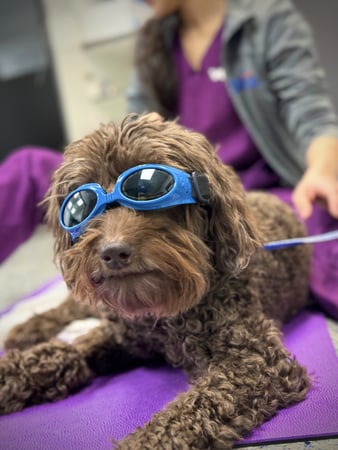 Images VCA Sawmill Animal Hospital