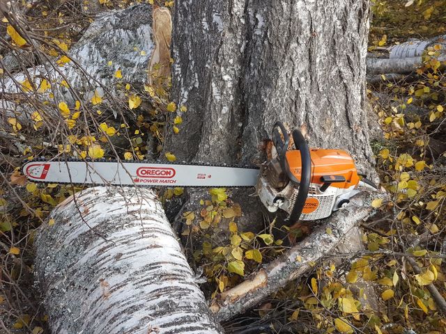 Images Skogspraktikern