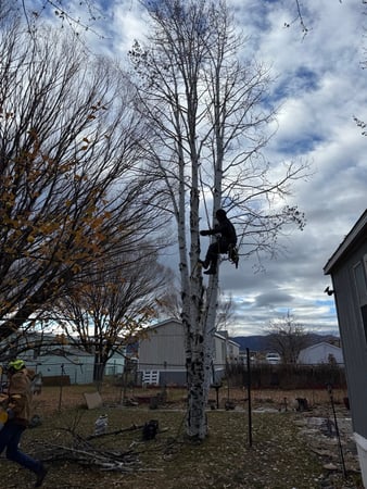 Images H & S Tree Care