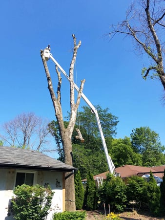 Images 33 Tree Service