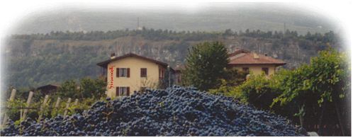 Images Azienda Agricola Armando Simoncelli