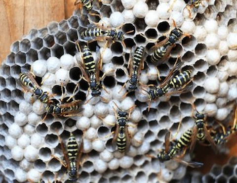 Your Local Pest Buster 6