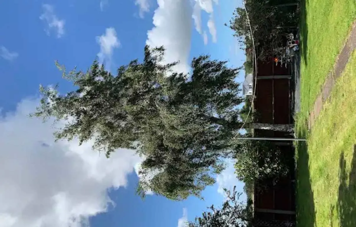 Images Tree Doctors & Landscaping