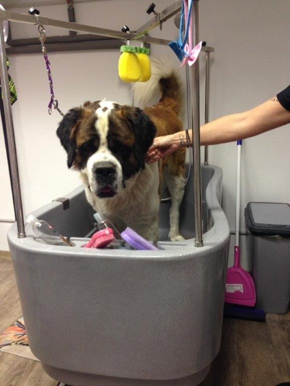 Fellness Studio - Tierfriseur | Tierpflege & Tiernahrung, Dr. Karl- Steiner-Straße 31 in Wattens