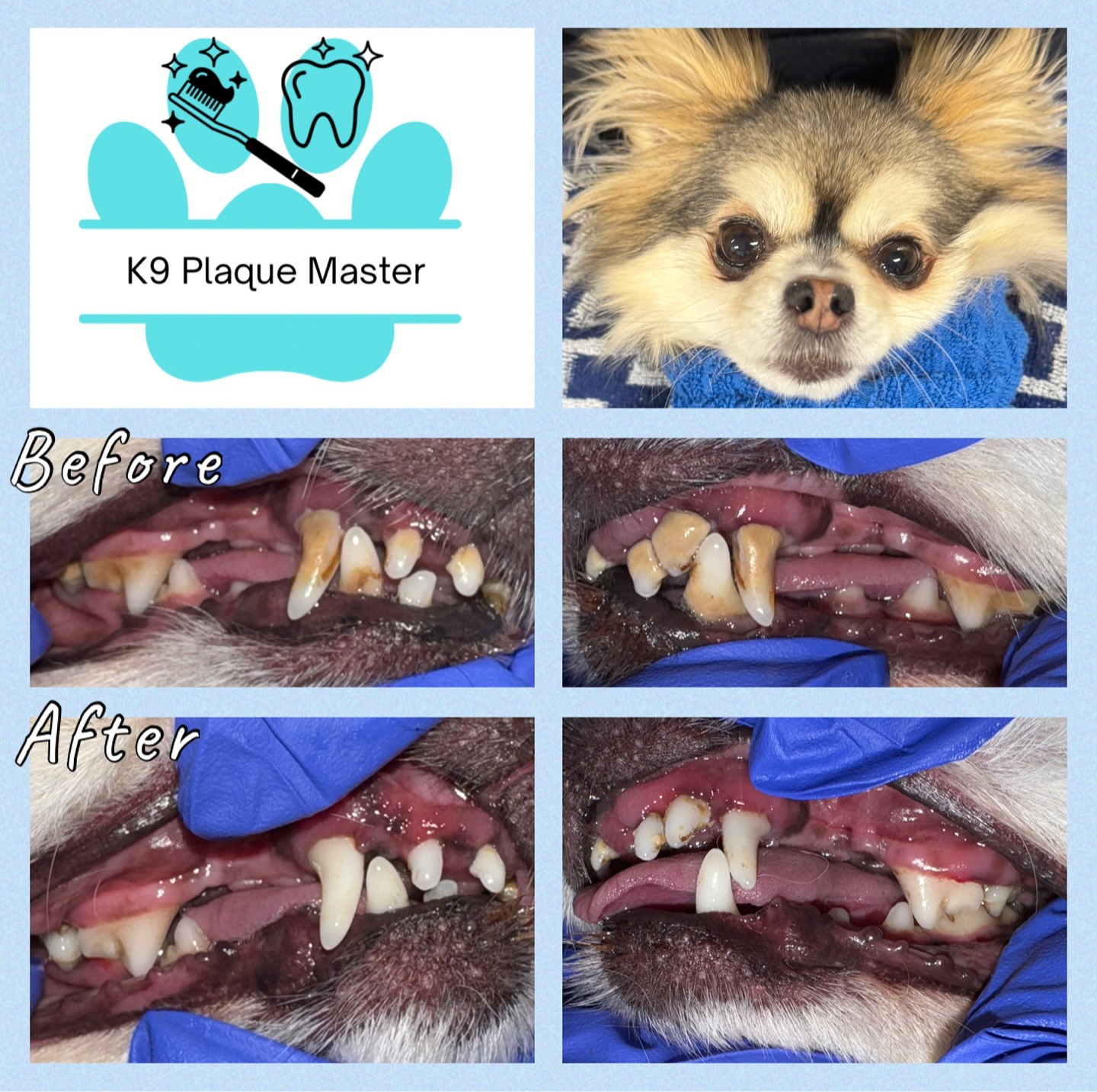 Images K9 Plaque Master Inc.