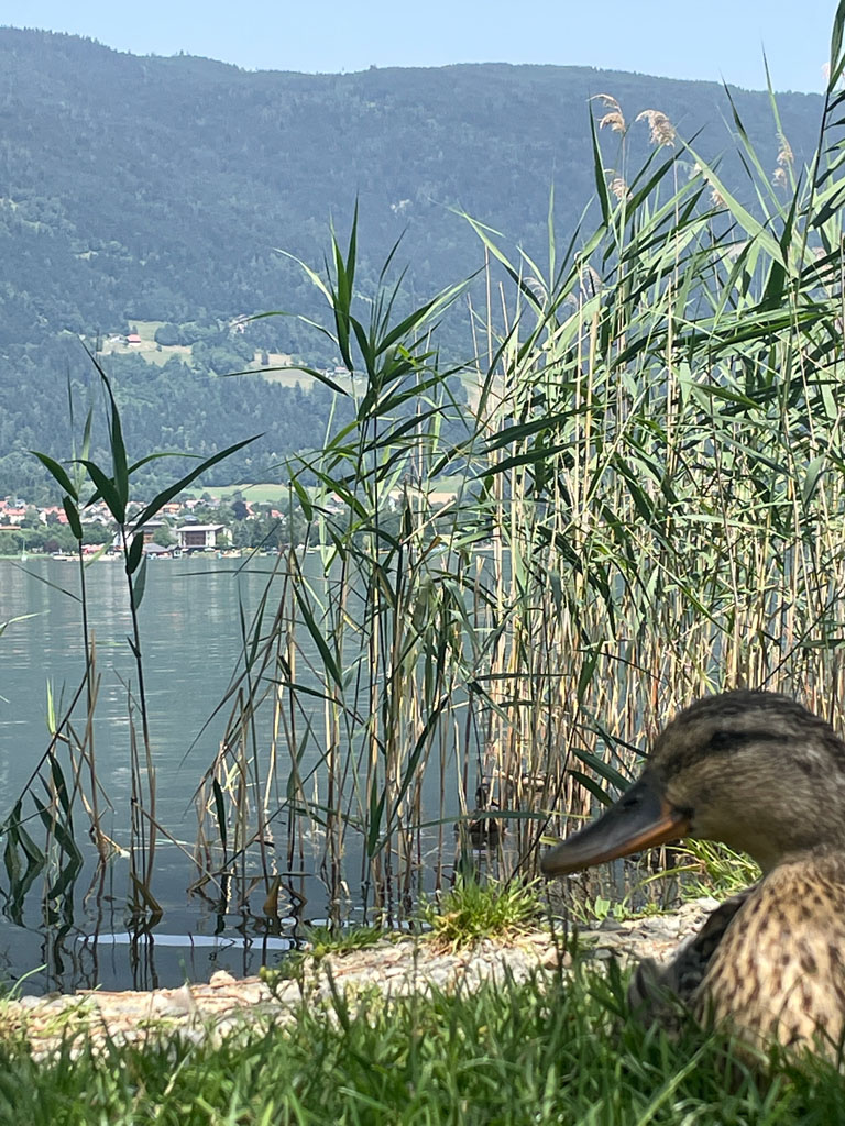 Bild 33 von Terrassen Camping Ossiach