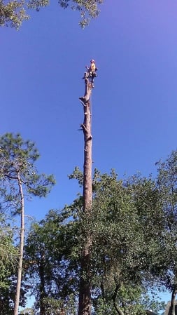 Images Tree Amigos Orlando