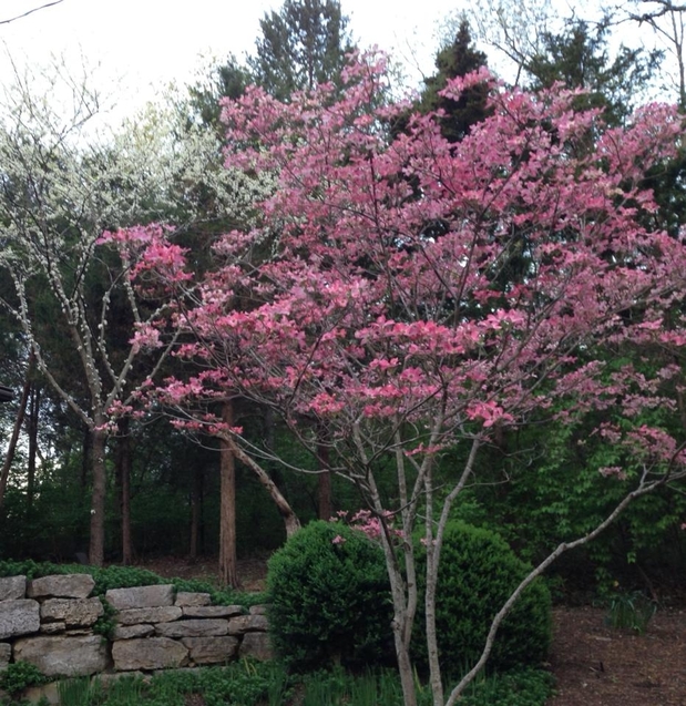 Images Poynter Landscape Architecture & Construction