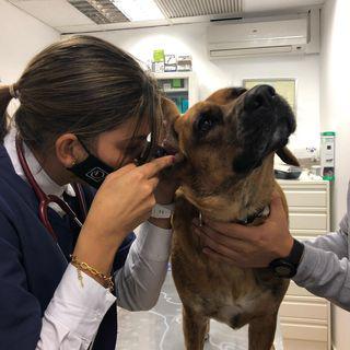 Images Clínica Veterinaria Doctor Waksman