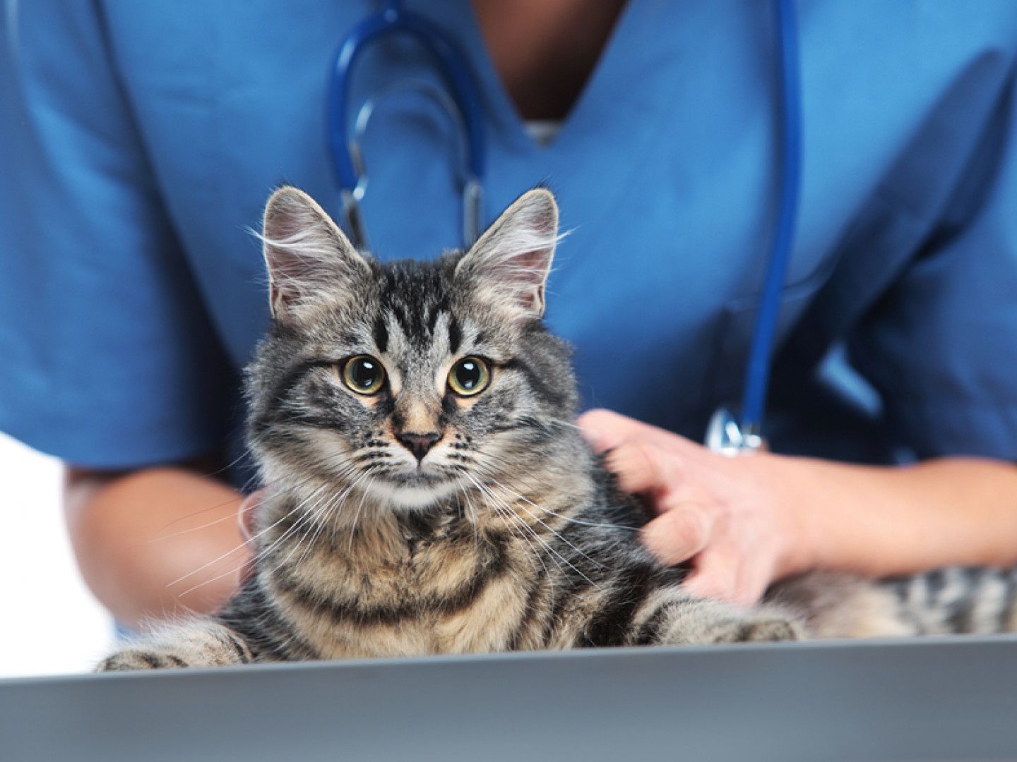 Valley View Veterinary Clinic