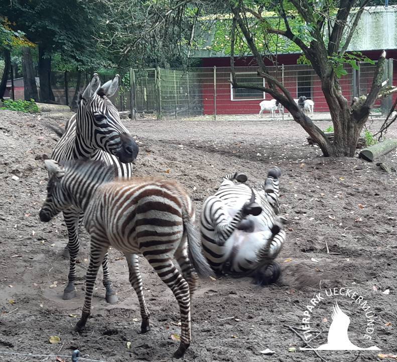 Zebrafamilie im Tierpark Ueckermünde