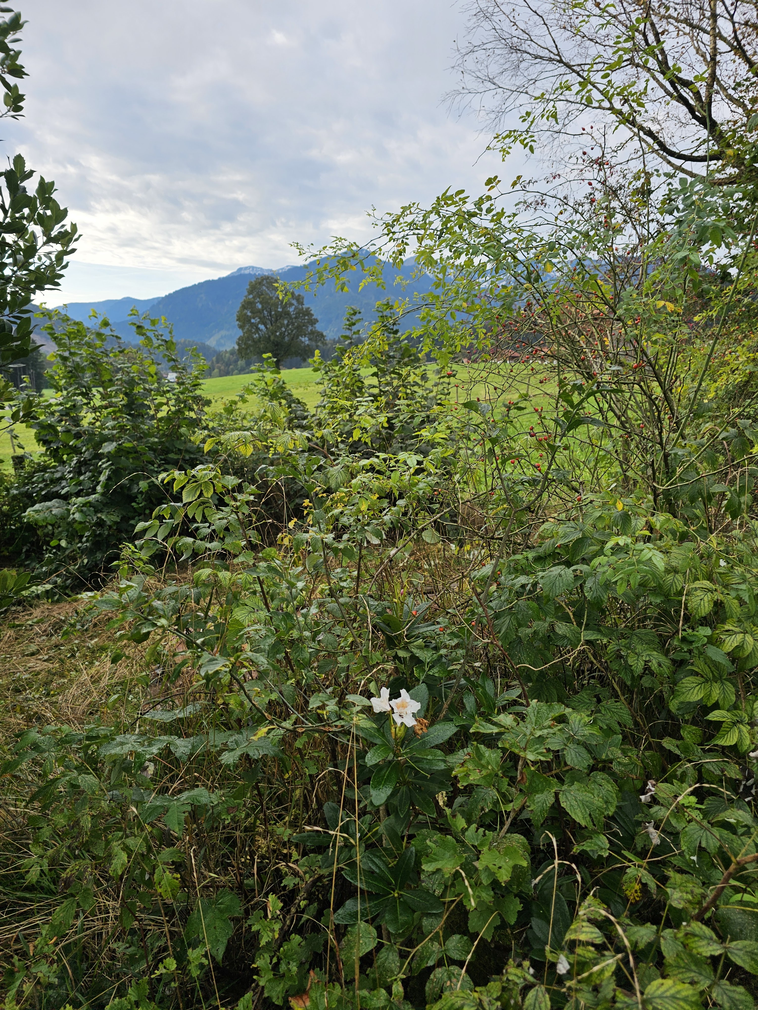 Alles rund ums Haus Garten und Baumpflege, Oberholzham 25 in Bruckmühl