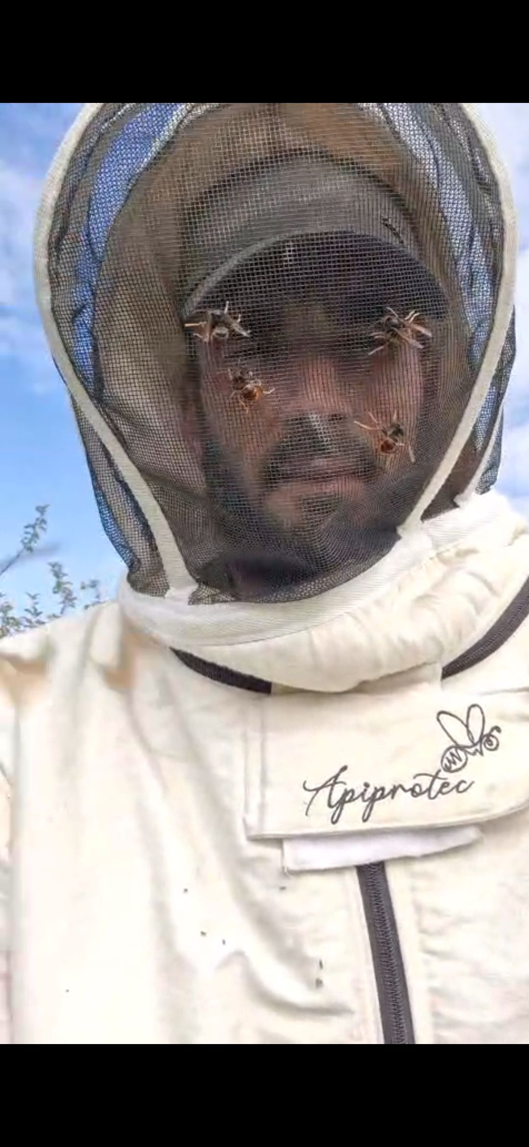 Grosse attaque de frelons asiatique sur l'île d'oleron Grosse attaque de frelons asiatique sur l'île d'oleron