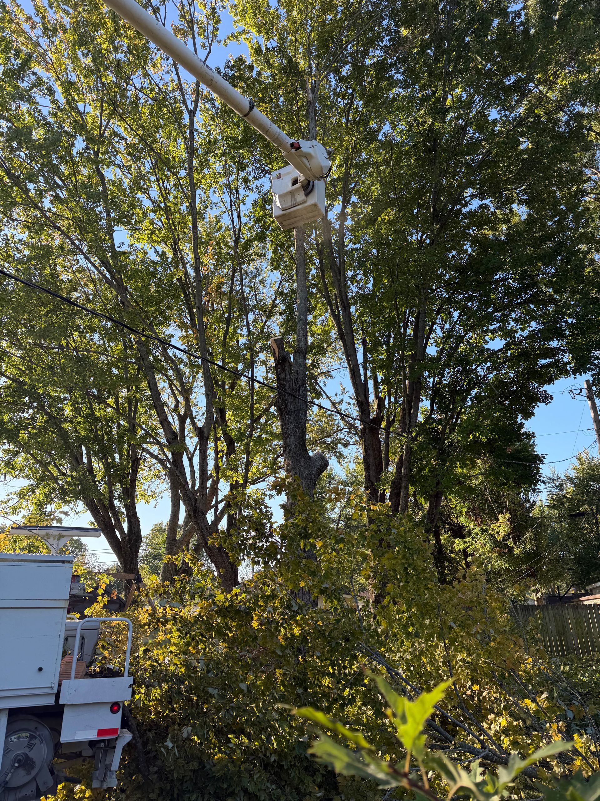 Latham's Tree Service