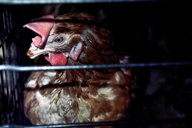Images Animal Equality
