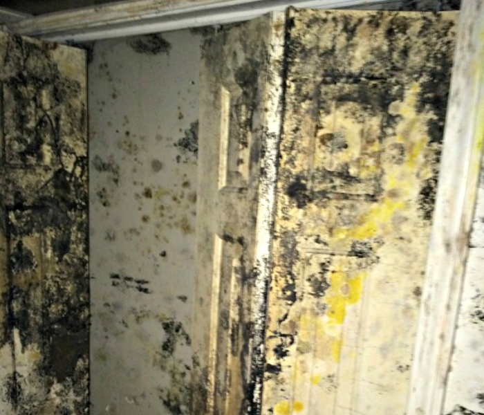 Visible mold can be scary and intimidating to Western MA homeowners.  In this picture of a foreclosed home in Springfield, MA, we see the impact of long term mold growth gone untreated.  Did you know simply spraying bleach on visible mold can actually do more harm than good?