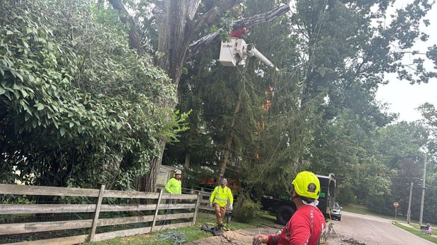 Images Alpha 1 Tree Experts Inc