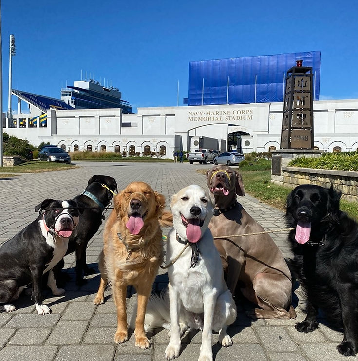 Community Pack Dog Walk