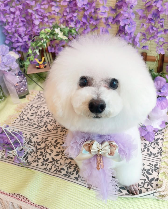 Images dog salon buku2