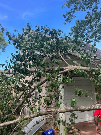 Images A Cut Above Tree Experts