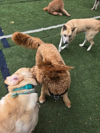 Images Wag Watchers DayCare & Spa