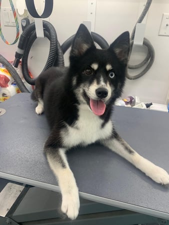 Images Pet, Rinse, Repeat Grooming, Mobile, Salon & Boarding