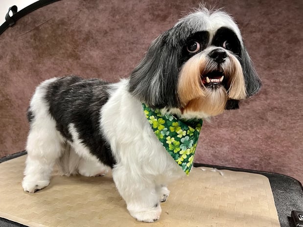 Images The Vintage Groomer