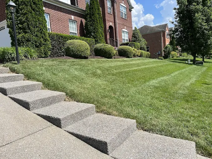 Images Green Leaves Lawn Care