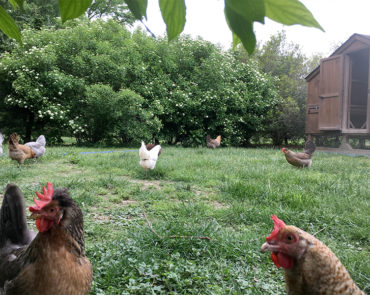 Images Cottingham Farm