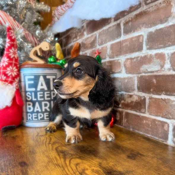 Puppies Direct Image